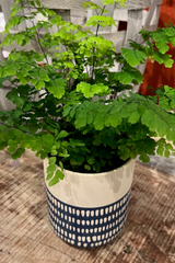 Blue/Cream Westview Ceramic Planter